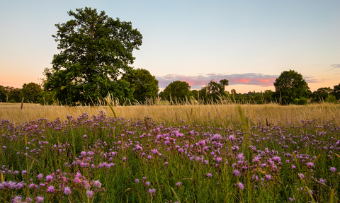 Meadows