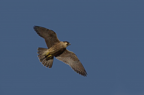 Peregrine Watch And Webcams Warwickshire Wildlife Trust