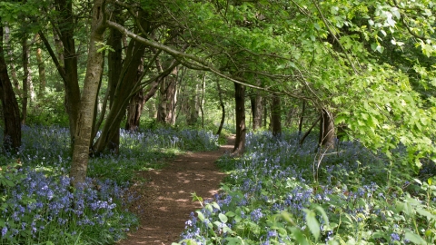 Crackley Wood Bluebells