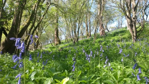 Hampton Wood Bluebells Tim Precious