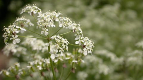 Cow parsley Philip Precey/Wildnet