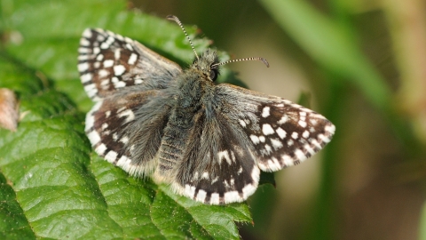 Grizzled skipper Steve Cheshire