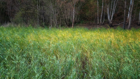 Claybrookes Marsh grasses Credit Joyce James 2018