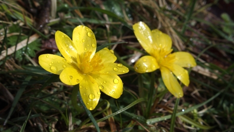 Cuttle Pool Lesser Celandine Credit Nick Wood Flickr