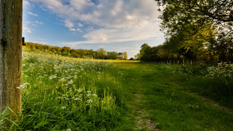 Radway Meadows May 2019 Credit Steve Gale