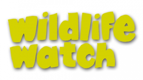 The Biggest Ever Quantock Wildlife Survey 'Quantocks Wildlife Watch' -  Burnham-on-Sea & Highbridge Town Council