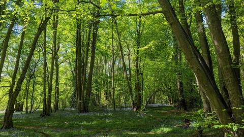 Brandon Marsh Nature Reserve, England: How To Reach, Best Time & Tips