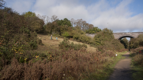 Ashlawn Cutting