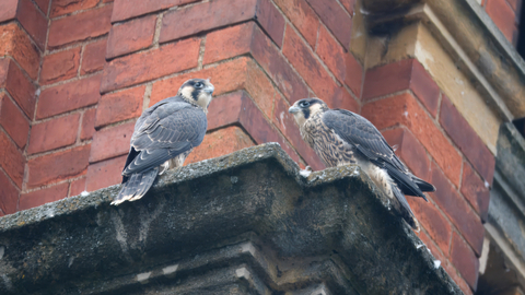 Peregrines by Dave Sutton