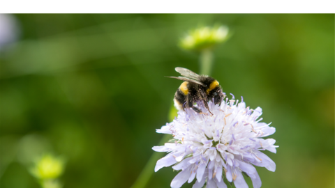 Bumble bee on flower