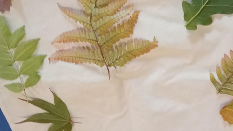 Leaves laid out on white fabric in preparation for natural dying process called Hapa Zome