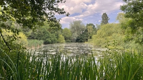 Large pond surrounded by trees and vegetation and blue sky with fluffy clouds