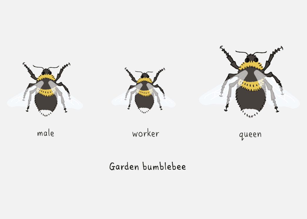 How To Identify Bumblebees | Warwickshire Wildlife Trust