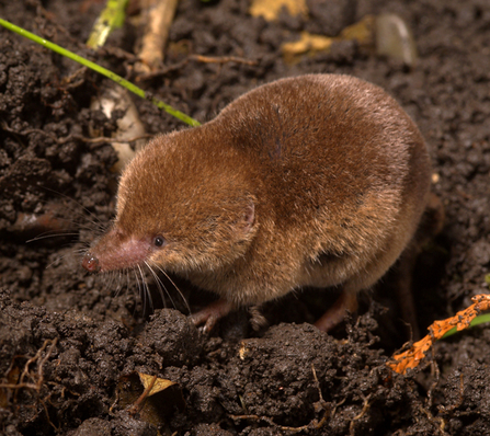 Common shrew