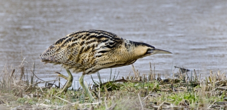 Bittern David Tipling 2020Vision