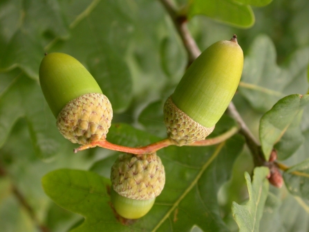 Acorns and Oak leaves Philip Precey