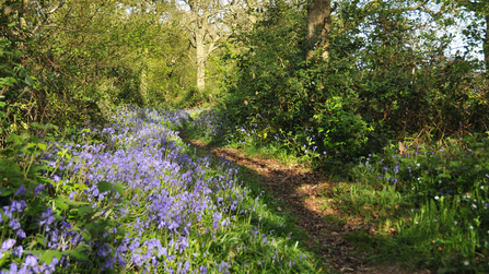 Bluebells at Ryton Wood © Emma Richmond (WWT)