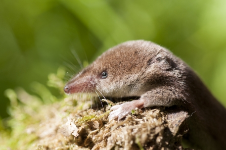 Oakley Wood | Warwickshire Wildlife Trust