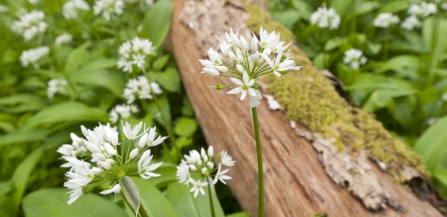 Wild garlic woodland Ross Hoddinott 2020VISION