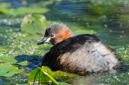 Little Grebe Credit Steven Cheshire