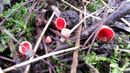 Scarlet elf caps Ufton Fields Credit Pete Thorne