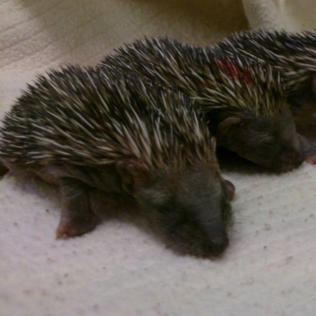 Hedgehog-Hoglets-Pic