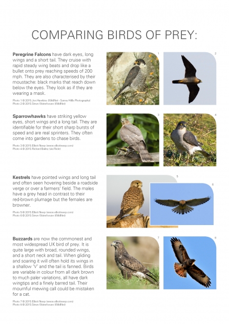 Peregrine FAQs | Warwickshire Wildlife Trust