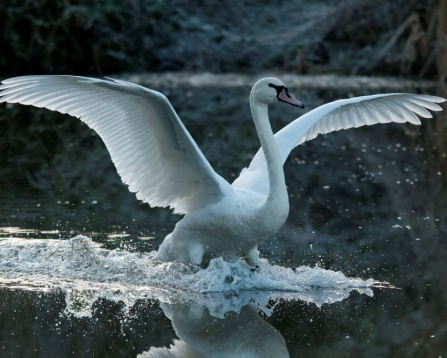 Swan in winter, credit Bertie Gregory, 2020VISION