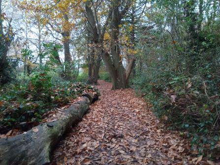 Sweet Chestnut at CW Jo Hands