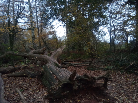 Fallen Tree CW Jo Hands