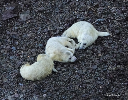 3 young pups