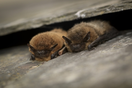 Common Pipistrelle credit Tom Marshall