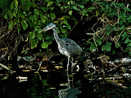 Nature in crisis, I live here, Grand Union canal, Ian Mills  