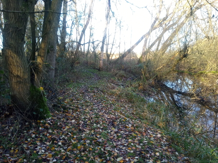 Ponds on there and back trail at WH Jo Hands