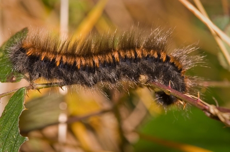 Identify caterpillars | Warwickshire Wildlife Trust