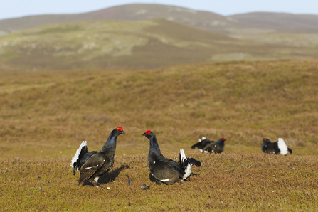 Black grouse lek 