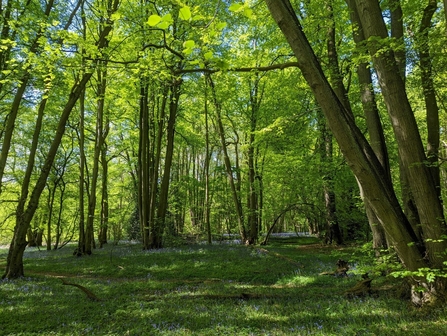 Piles Coppice woodland