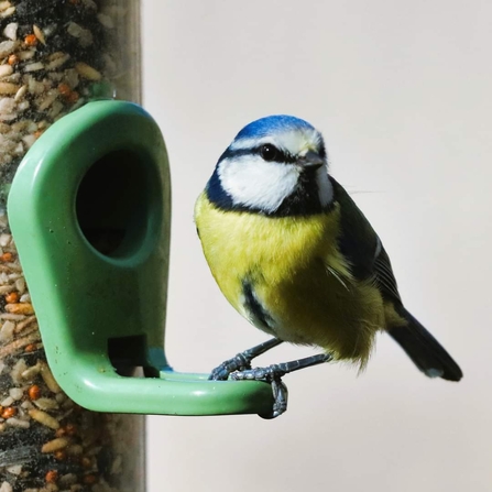 Blue tit 