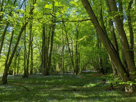 Overgrown lime stools and shady woodland floor in Piles Coppice