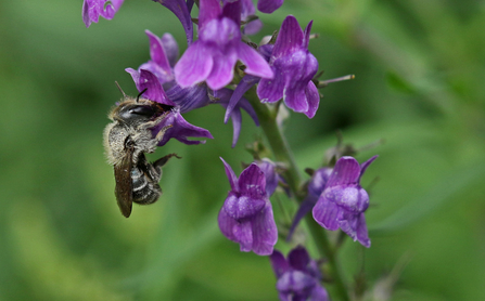 Blue mason bee - Osmia caerulescens on a flower