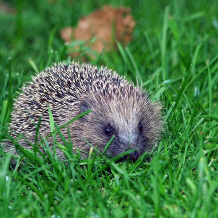 hedgehog