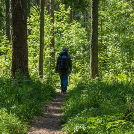 Walking in a woodland