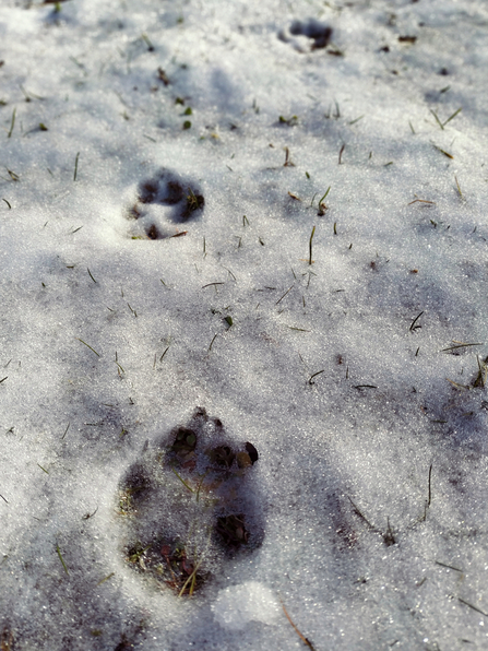 Fox print in snow