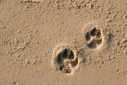 Dog print in sand