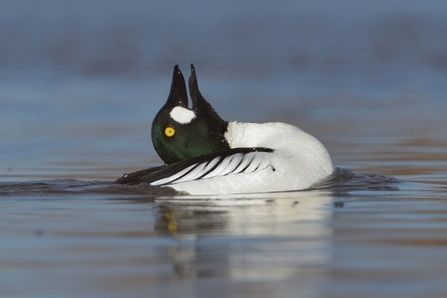 Goldeneye duck mating dance