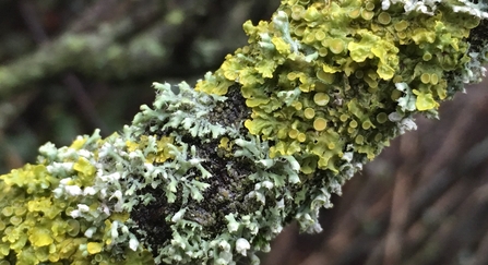 Lichen