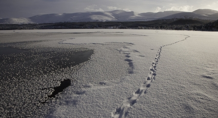 Otter prints in snow