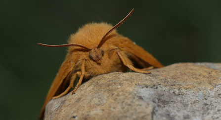 Oak eggar