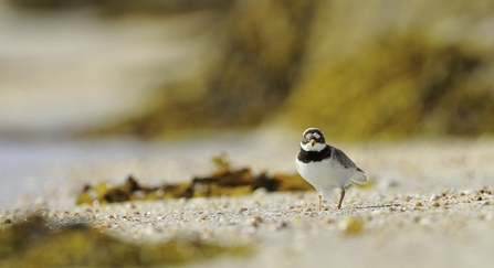 Ringed plover