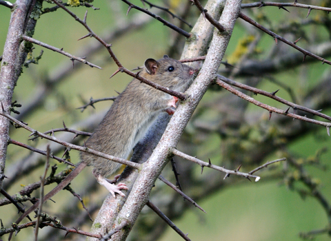 Brown rat